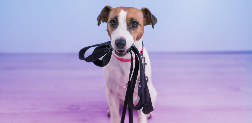 A small dog sitting on a purple floor, holding a black leash in its mouth against a light blue and purple background.